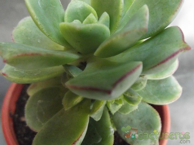 A photo of Aeonium haworthii