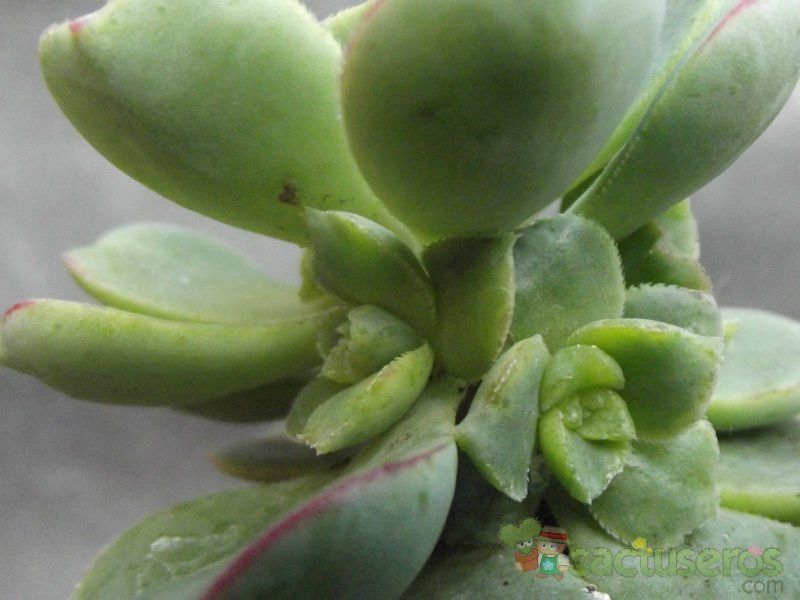 A photo of Aeonium haworthii