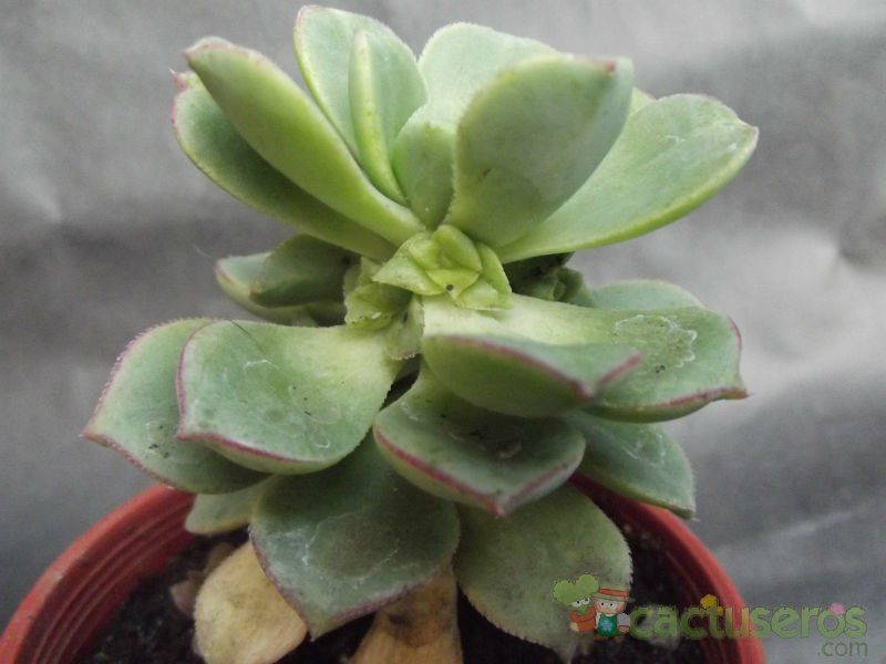 A photo of Aeonium haworthii