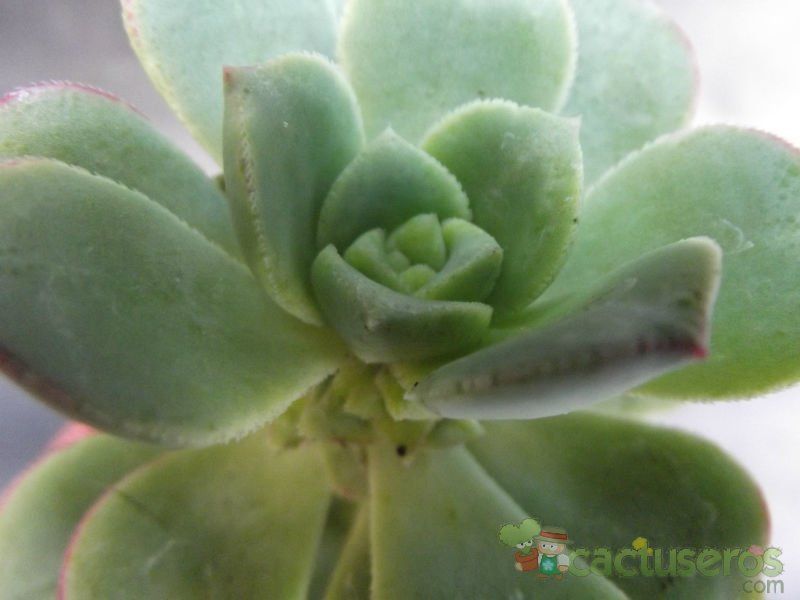 A photo of Aeonium haworthii