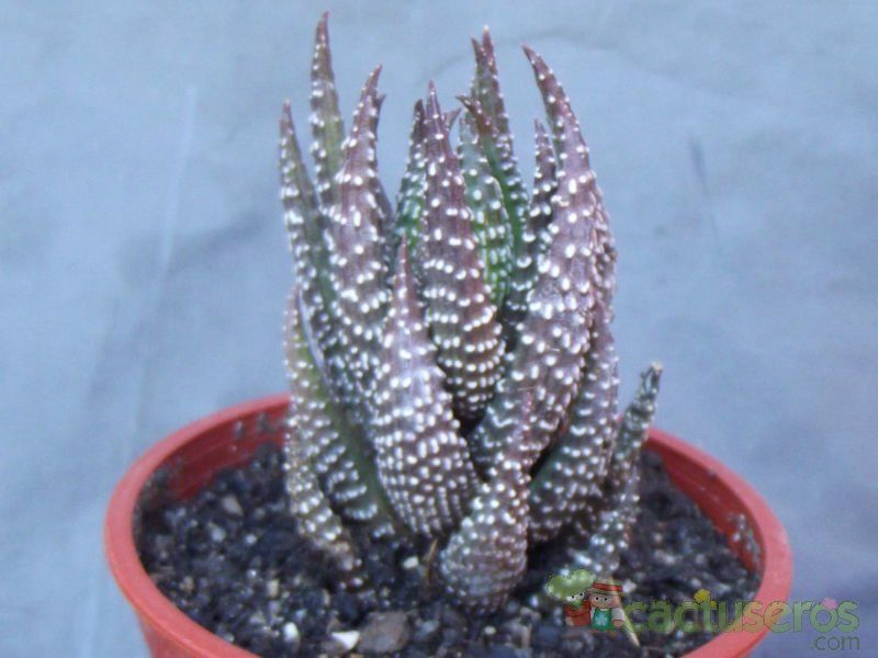 A photo of Haworthia coarctata
