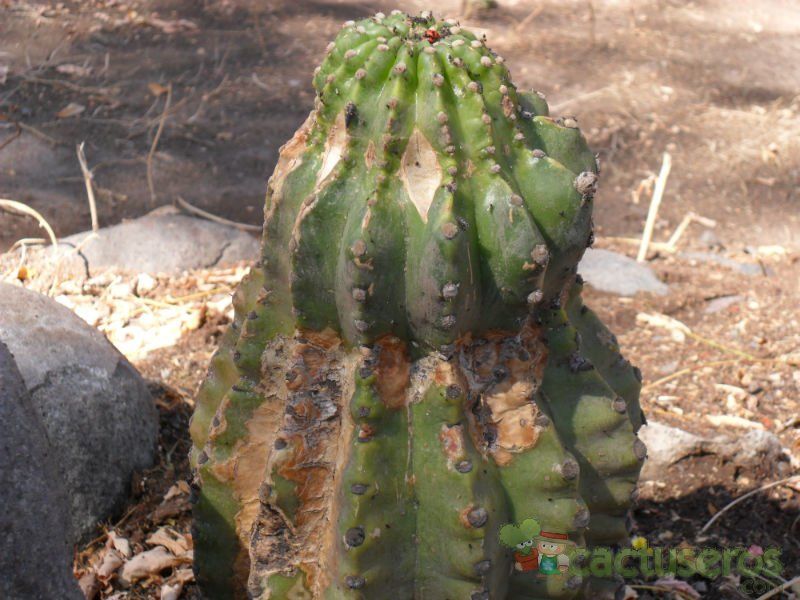 Una foto de Echinopsis cv. stars and stripes