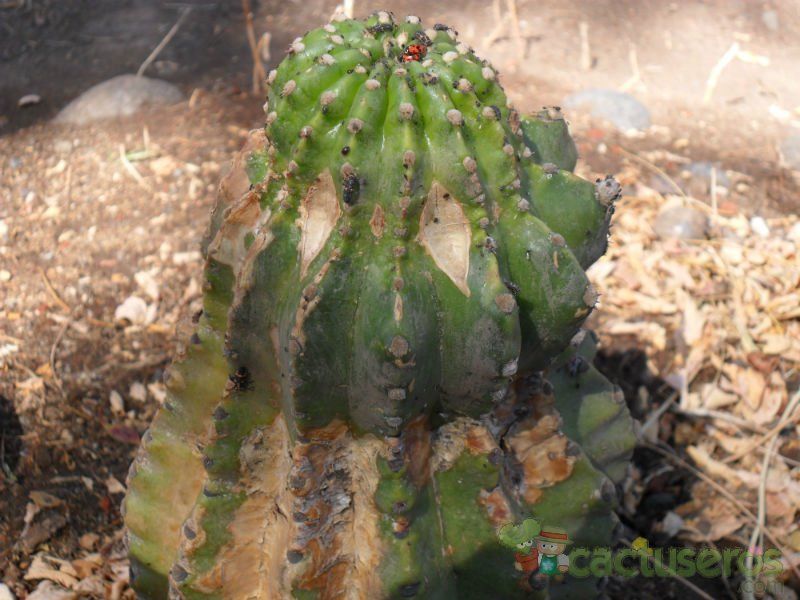 Una foto de Echinopsis cv. stars and stripes