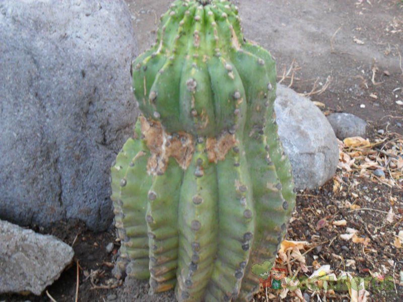 Una foto de Echinopsis cv. stars and stripes