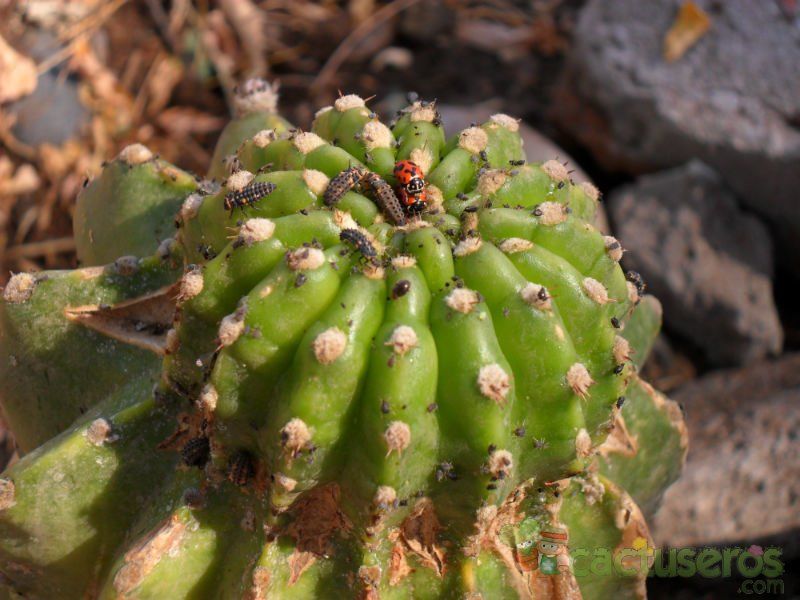 Una foto de Echinopsis cv. stars and stripes