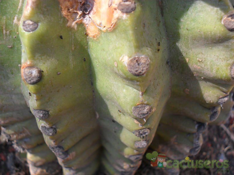 Una foto de Echinopsis cv. stars and stripes