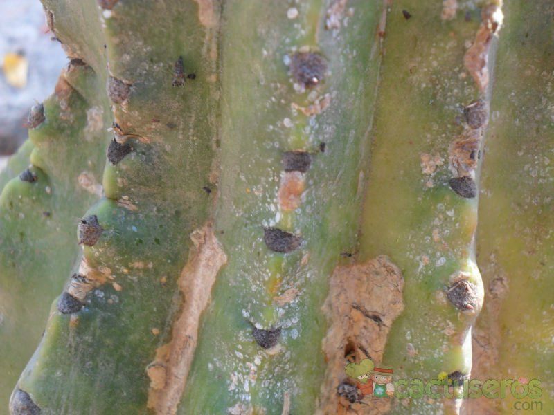 Una foto de Echinopsis cv. stars and stripes