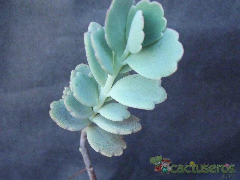 A photo of Kalanchoe fedtschenkoi
