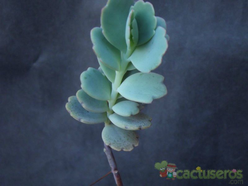A photo of Kalanchoe fedtschenkoi