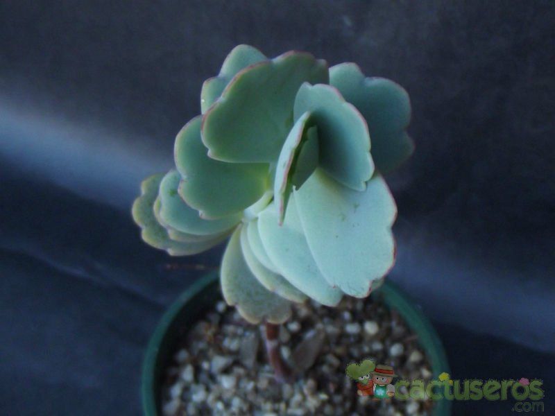 A photo of Kalanchoe fedtschenkoi