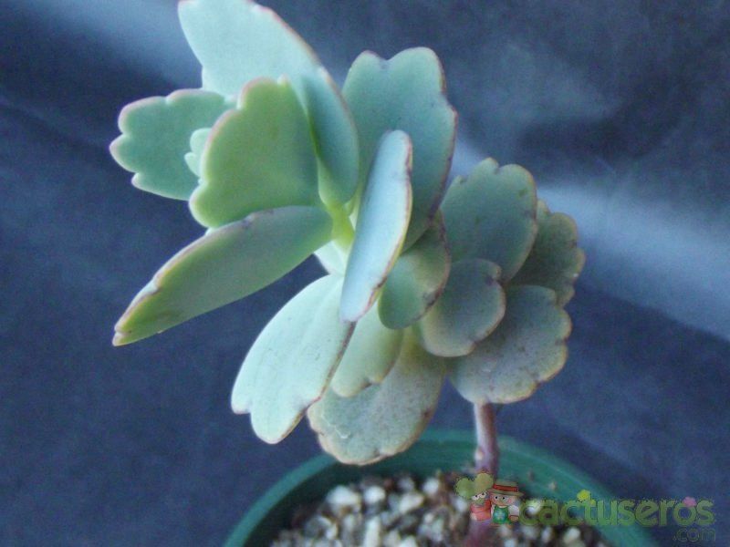A photo of Kalanchoe fedtschenkoi