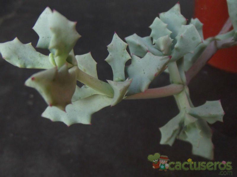 Una foto de Lampranthus deltoides