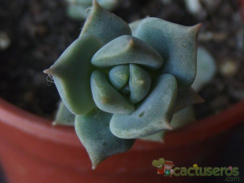 Una foto de Echeveria prolifica