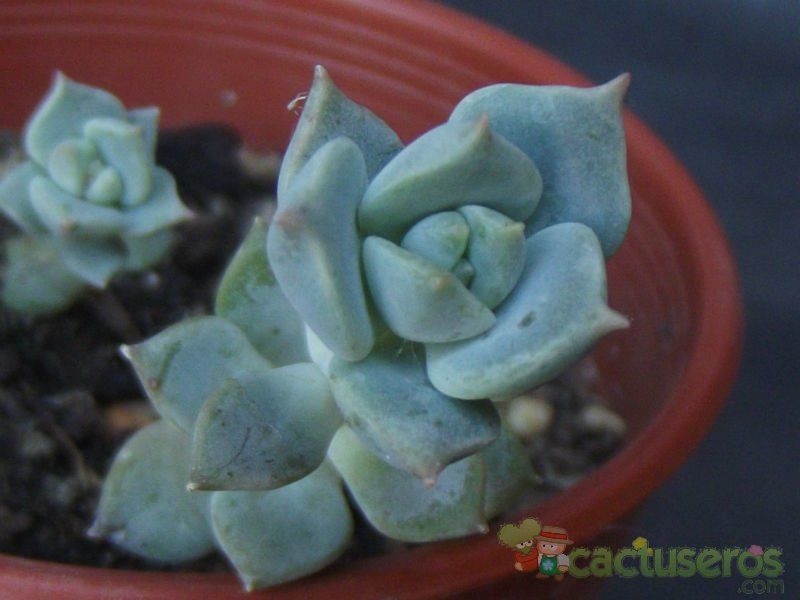 Una foto de Echeveria prolifica