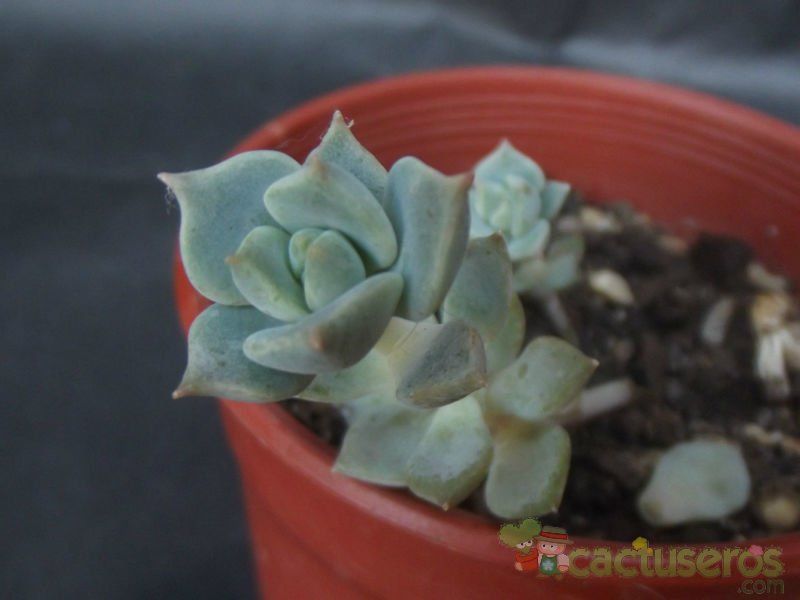 Una foto de Echeveria prolifica