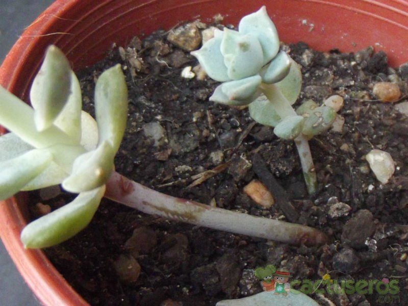 Una foto de Echeveria prolifica