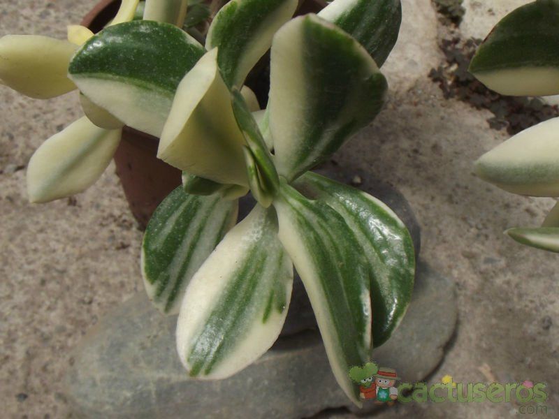Una foto de Crassula ovata fma. variegada