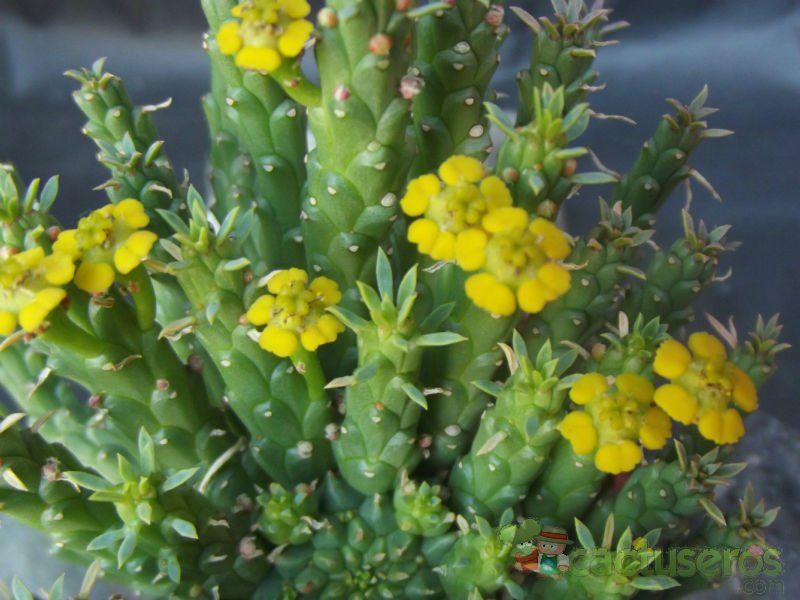 A photo of Euphorbia flanaganii