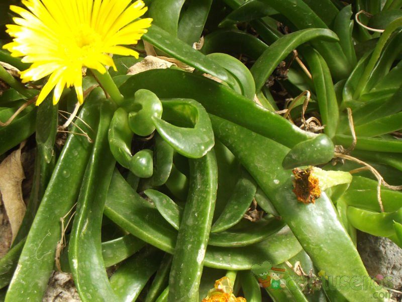 A photo of Glottiphyllum longum