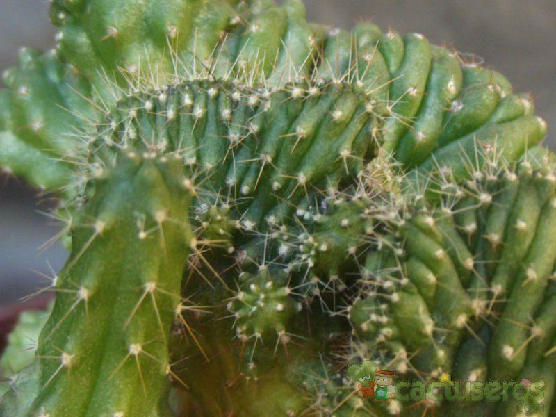 Una foto de Cereus peruvianus fma. crestada