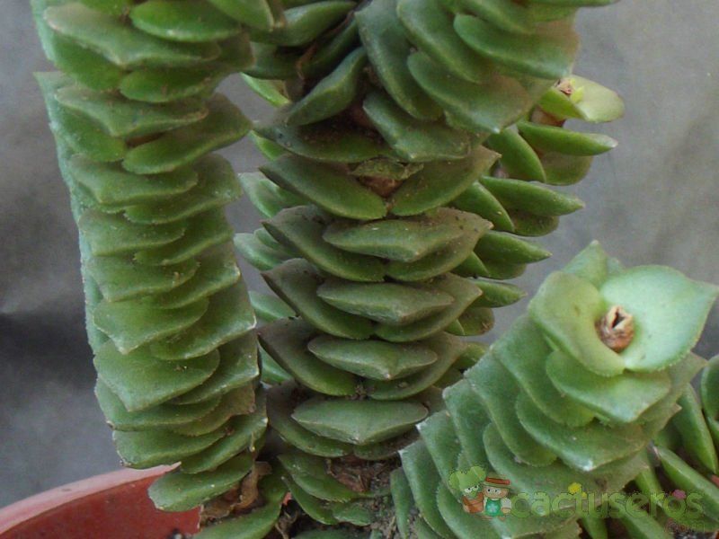 A photo of Crassula cv. Green Pagoda