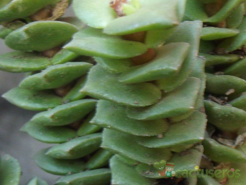 Una foto de Crassula cv. Green Pagoda
