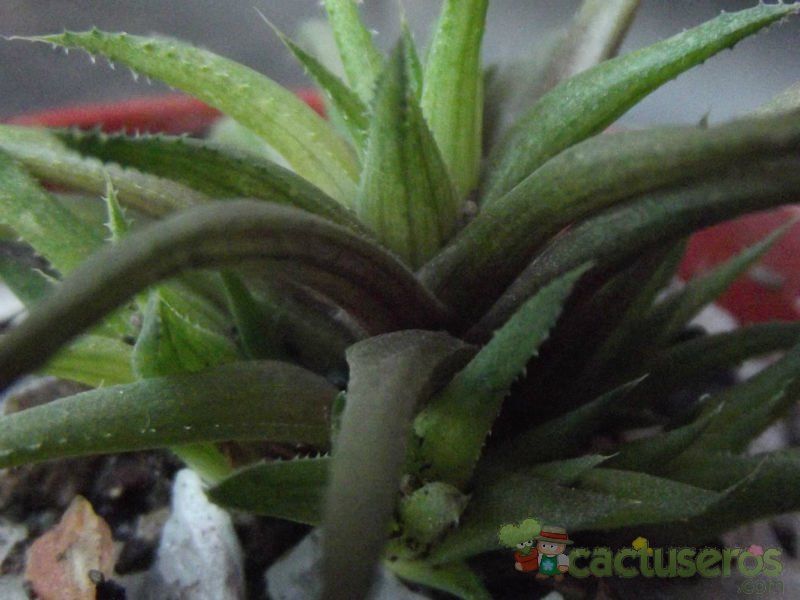 A photo of Haworthia angustifolia