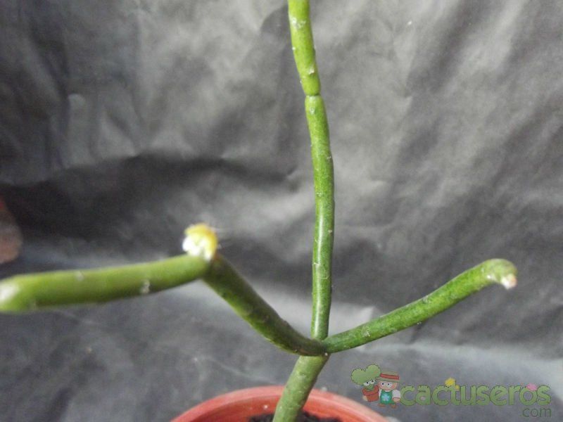 Una foto de Euphorbia aphylla