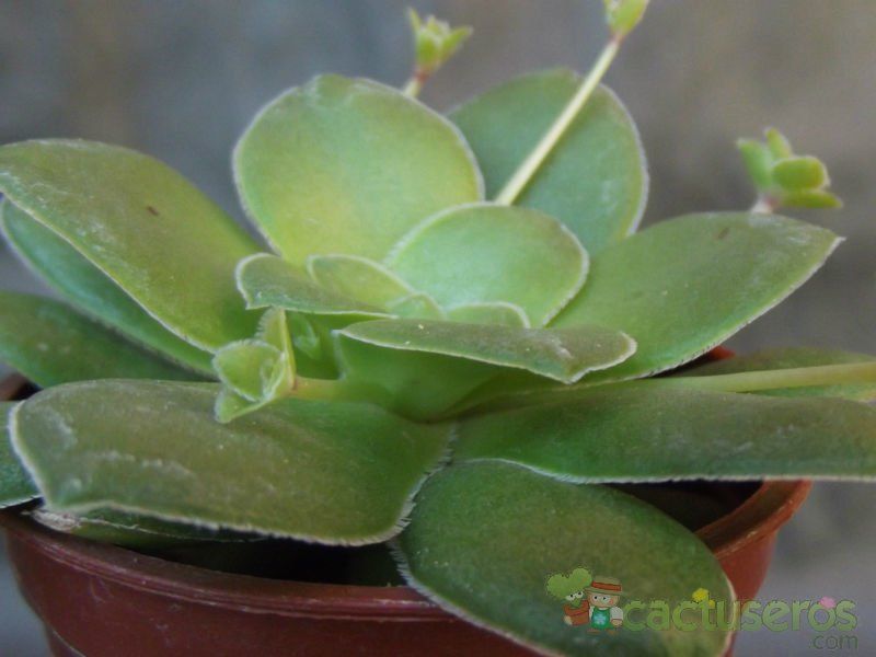 A photo of Crassula orbicularis