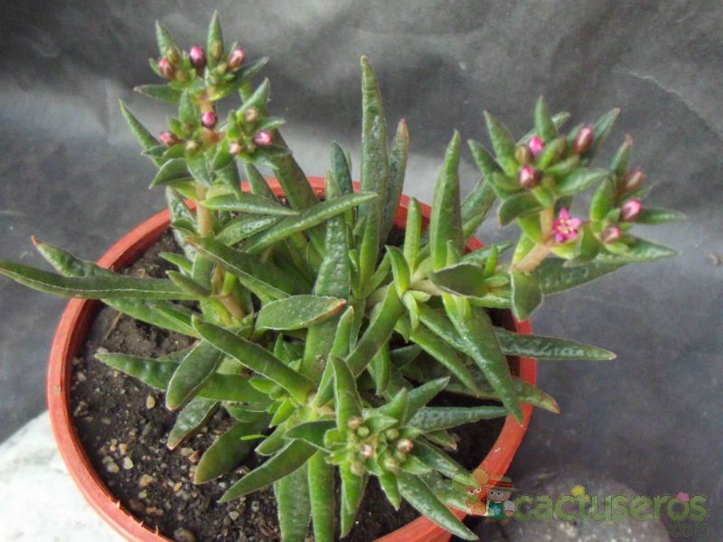 Una foto de Crassula exilis ssp. schmidtii