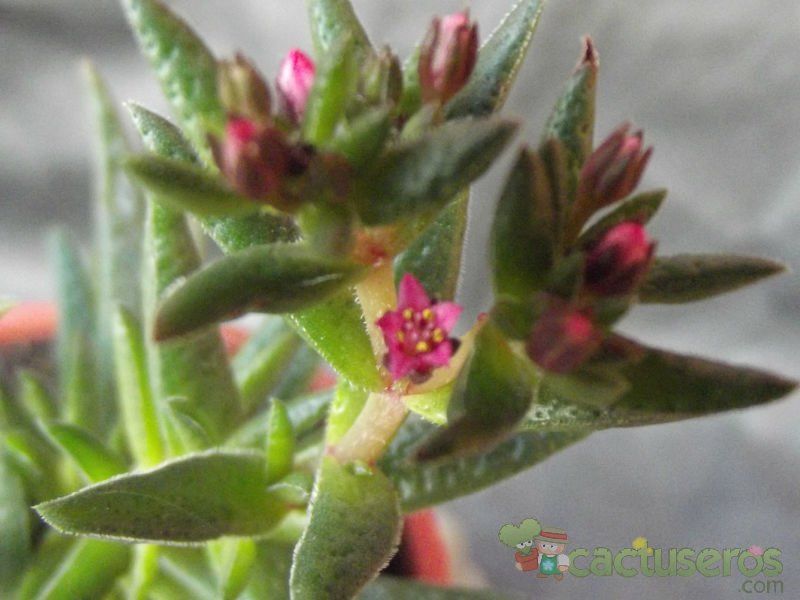 Una foto de Crassula exilis ssp. schmidtii