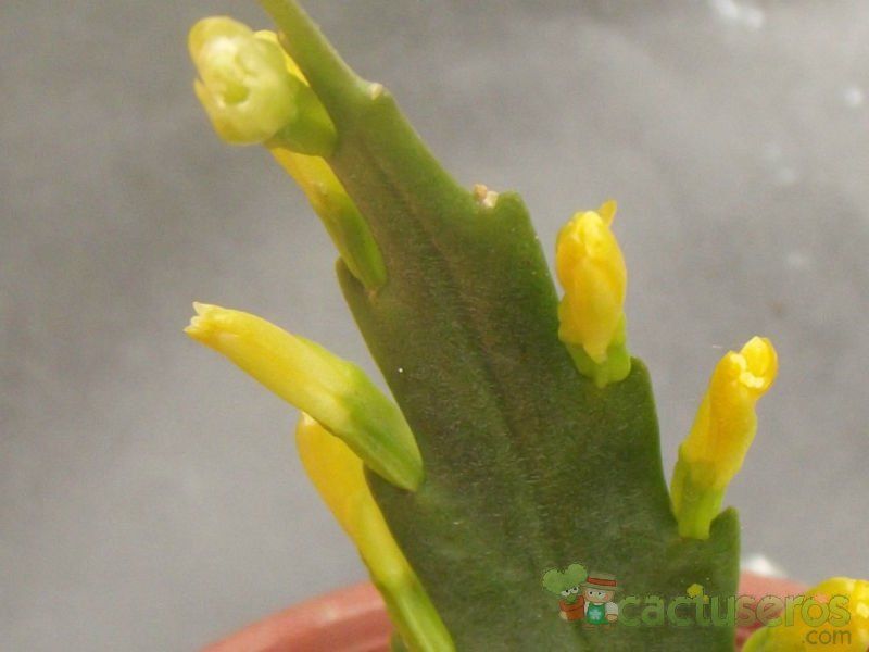 Una foto de Lepismium houlletianum