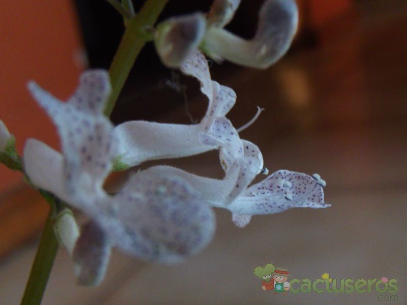 A photo of Plectranthus verticillatus