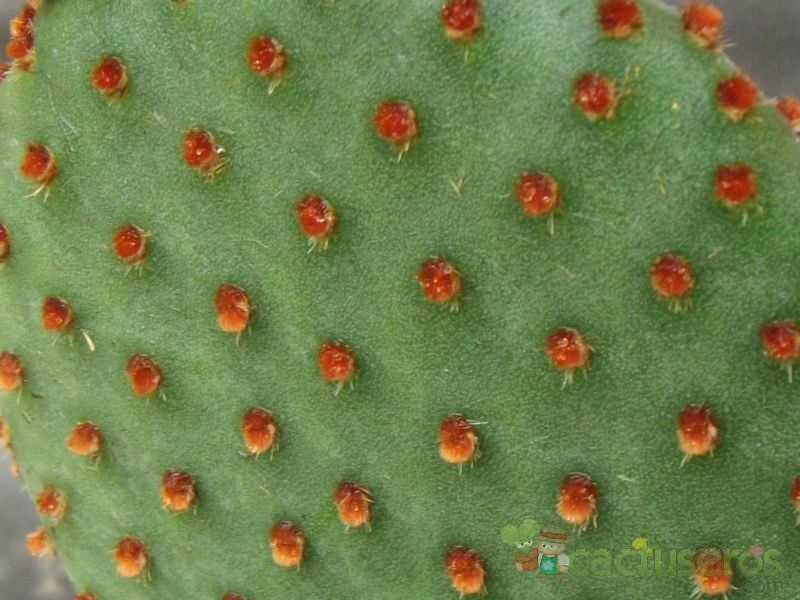 Una foto de Opuntia microdasys ssp. rufida