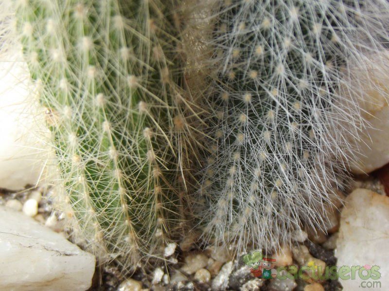 Una foto de Cleistocactus straussii