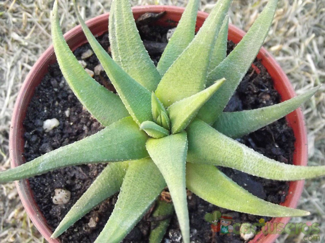 A photo of Haworthia glabrata
