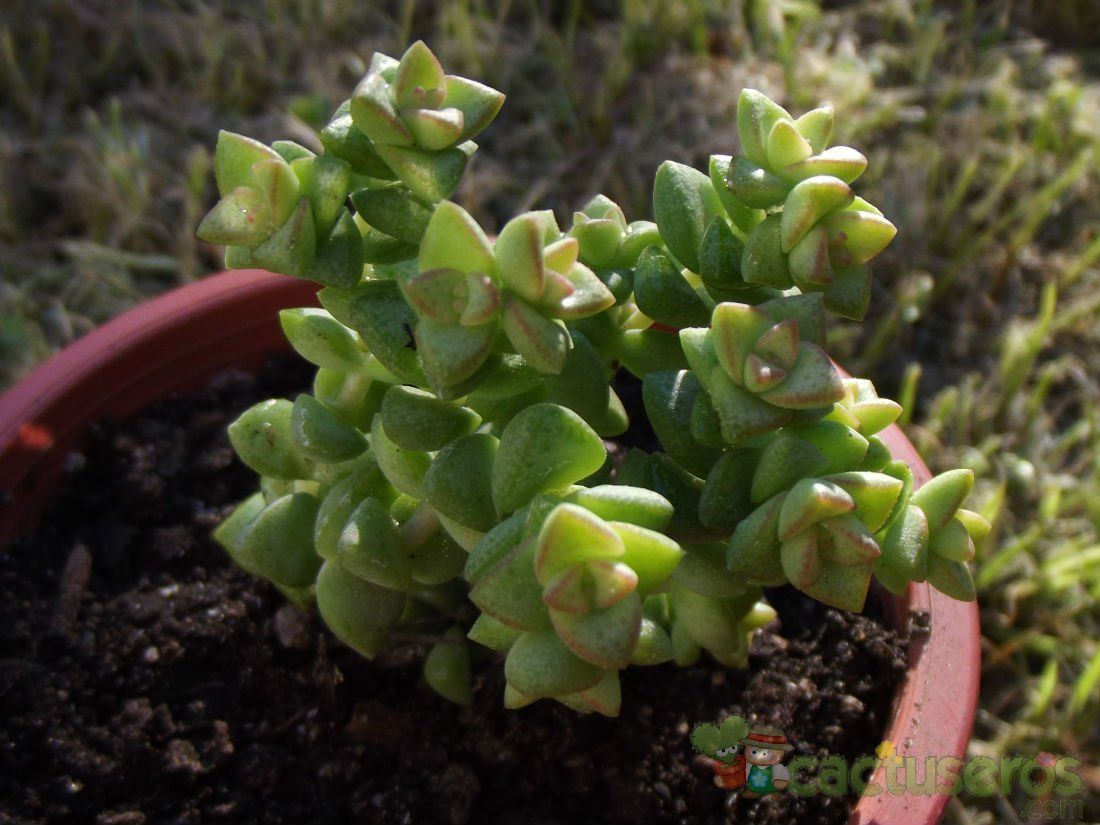 A photo of Crassula cv. Tom Thumb