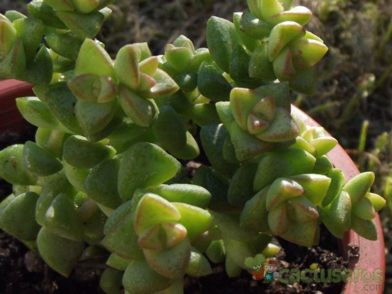 A photo of Crassula cv. Tom Thumb