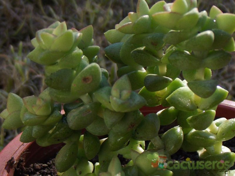 A photo of Crassula cv. Tom Thumb