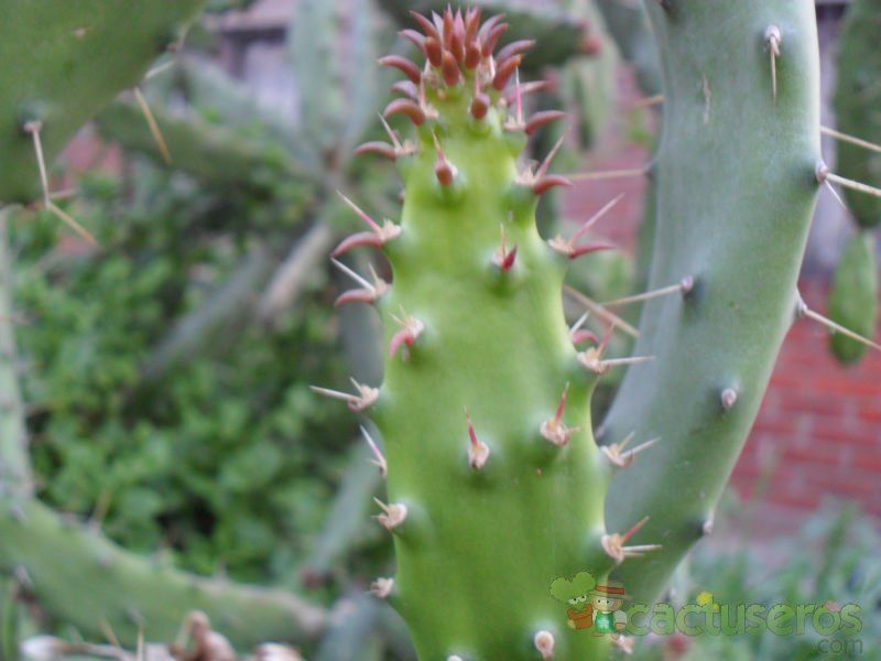 A photo of Nopalea dejecta