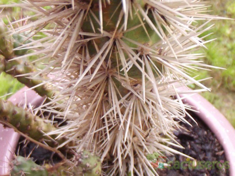 Una foto de Cylindropuntia tunicata
