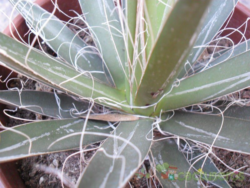 A photo of Agave filifera