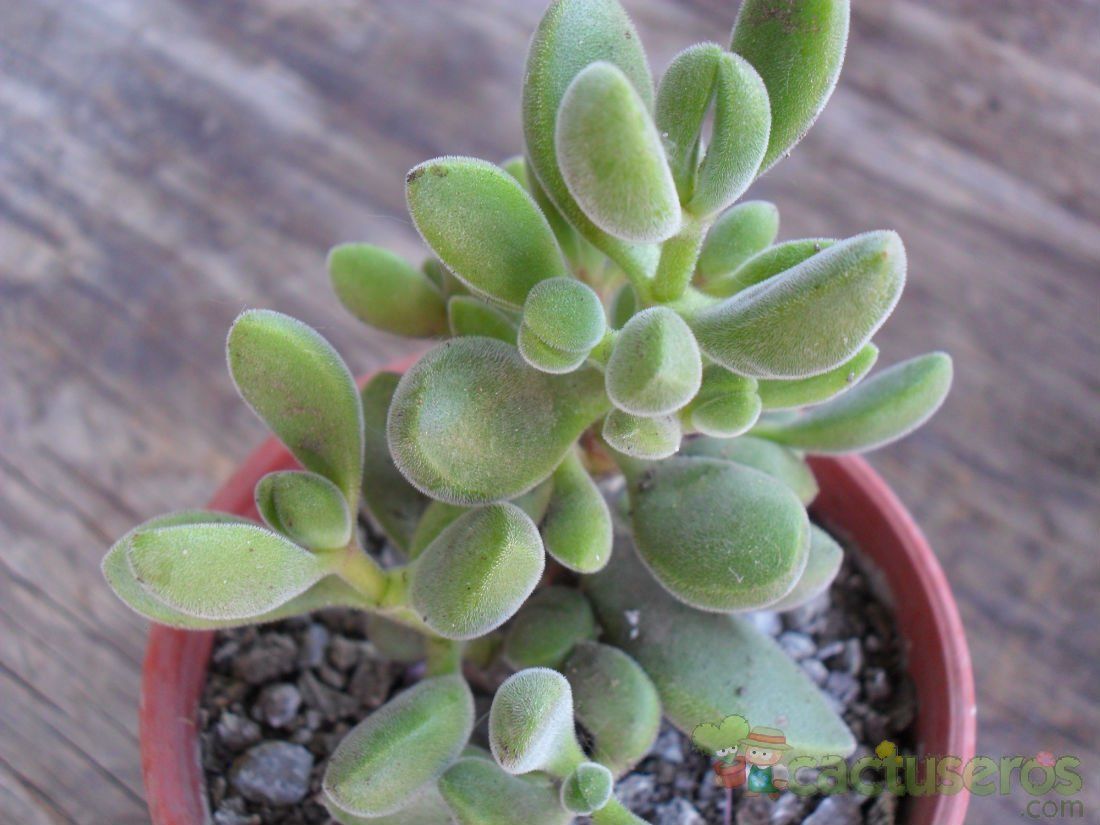 A photo of Crassula rogersii