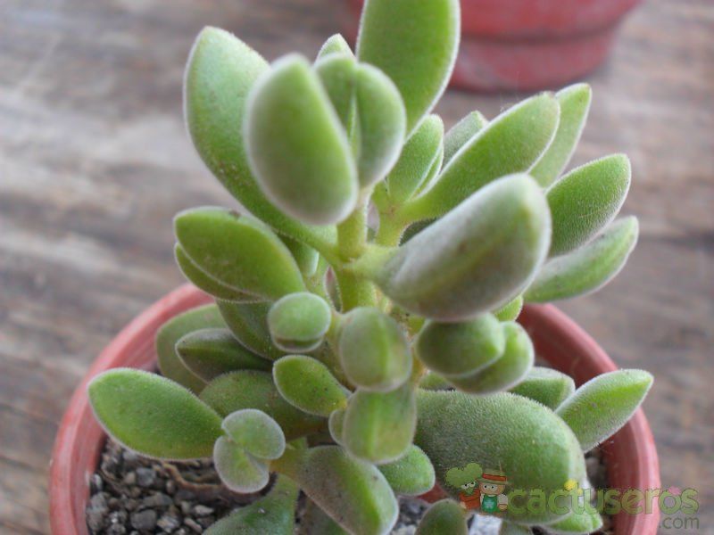 A photo of Crassula rogersii