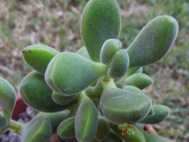 A photo of Crassula rogersii
