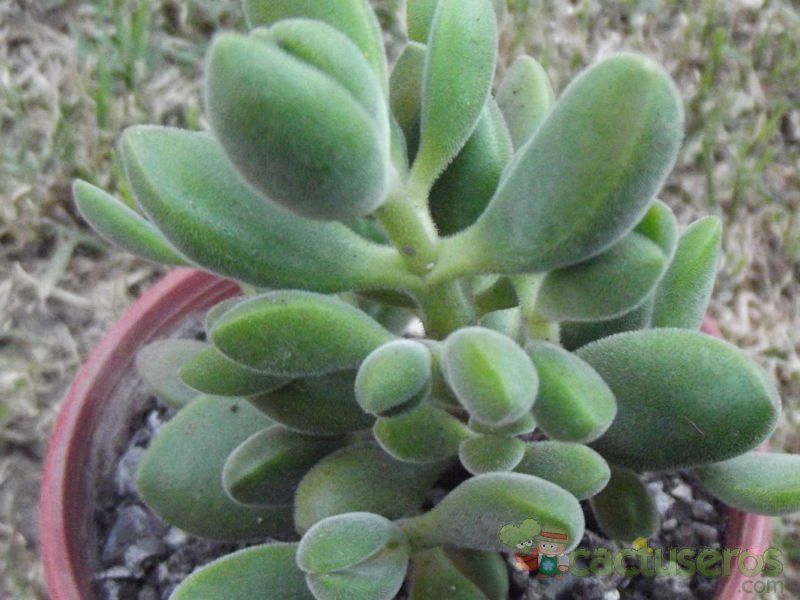 A photo of Crassula rogersii