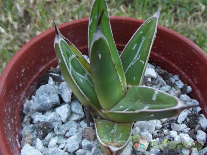 A photo of Agave victoriae-reginae
