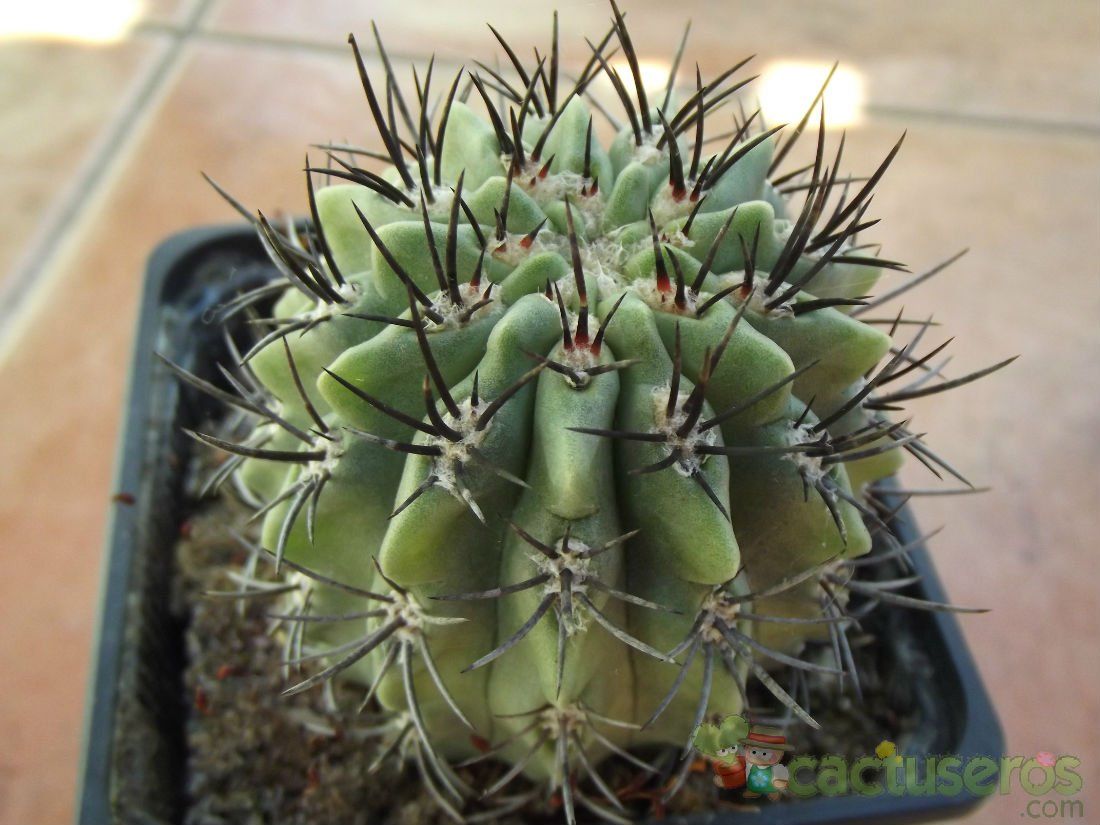 A photo of Eriosyce paucicostata