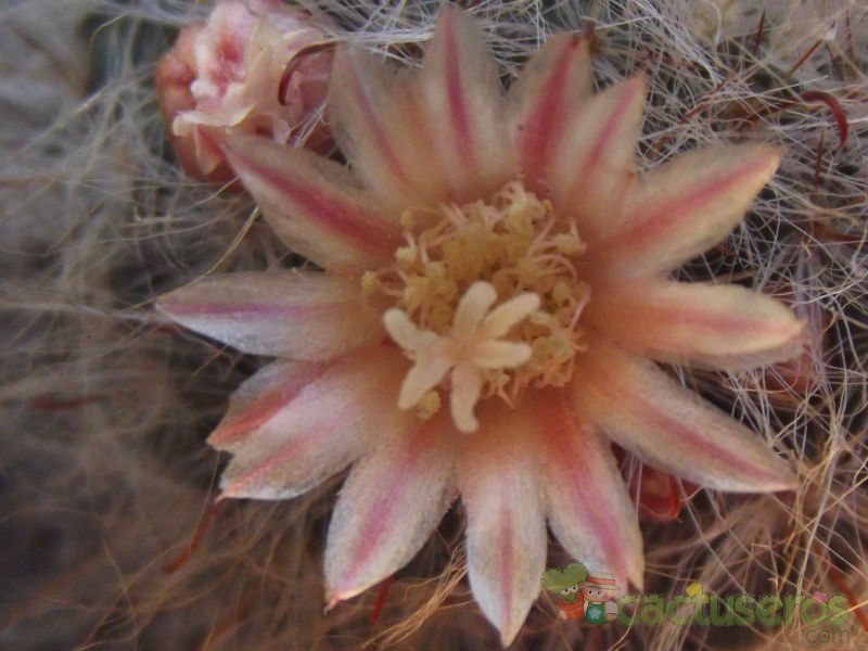Una foto de Mammillaria bocasana ssp. bocasana