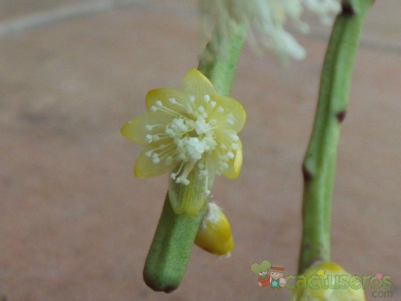 Una foto de Rhipsalis floccosa
